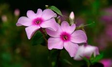 周公解梦梦见和不认识的女孩接吻