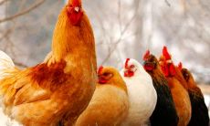 2005年属鸡人2023年运势及运程详解,05年出生的18岁生肖鸡2023兔年每月运势