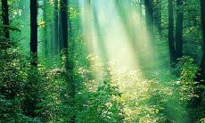 2022年狮子座的运势 狮子的事业、爱情与财运