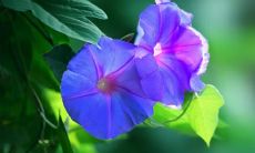 梦见满手橄榄油