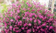 虎皮兰寓意和象征意义 虎皮兰的风水作用