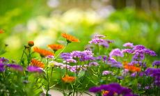 梦见妈妈哭的找我是什么意思