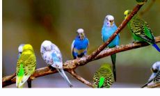 猫头鹰不请自来的寓意 猫头鹰不请自来是什么预兆