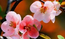 梦见别人送我死鸟是什么意思