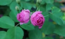 梦见狼咬我咬不上是什么意思