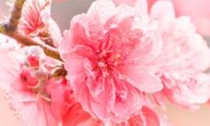 正宗的桃花痣男 正宗的桃花痣图解