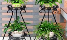 养富贵竹几枝最吉利风水 富贵竹养几支最旺运财