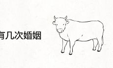 属牛人有几次婚姻
