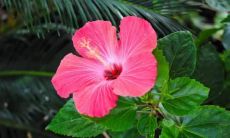 梦见野鸭,周公解梦梦到野鸭是什么意思,做梦梦见野鸭好不好