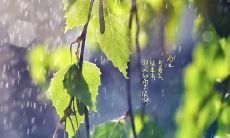 2020庚子鼠年雨水节气日期查询 是在正月什么时候?