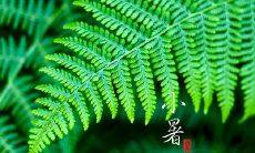 属牛的小暑出生命好不好?