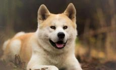 在狗年出生的人一生命运如何?