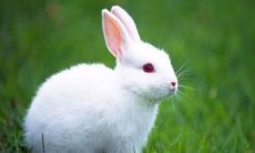 生肖兔和生肖牛的合财吗?