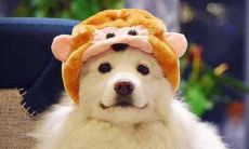生肖狗和生肖鸡的合财吗?