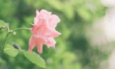 2020年农历五月初三日出生的女孩起名大全