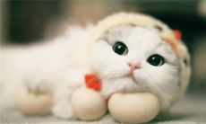 给猫咪起名字