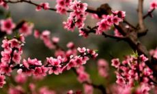 2022年本命年犯桃花好吗 2022年犯太岁可以结婚吗