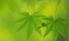 梦见自己上厕所