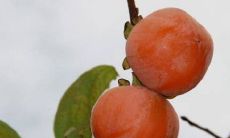 梦见柿子树