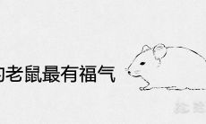 几月份的老鼠最有福气