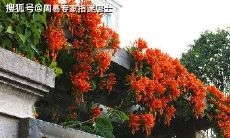 八字算命婚姻:男女可以依靠婚姻走向富贵的八字