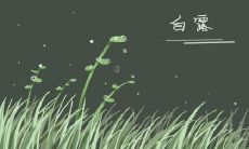 白露节气是什么时候2019 过后是什么节气