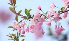 2020年清明节前一天(农历)三月十一日子适不适合修坟?