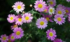 梦见洋槐花是什么意思