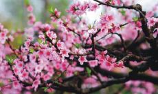 从八字看人的2021年桃花运势