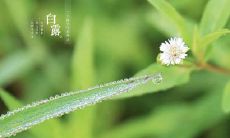 2019年白露出生的女孩好不好 白露出生的人命硬吗?