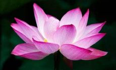 五行属金的人运势分析