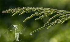 寒露出生的鼠宝宝五行,寒露出生有啥说法
