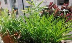 摆放植物装饰提财运 哪些植物比较好