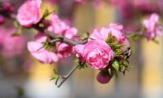八字带桃花是好的吗?