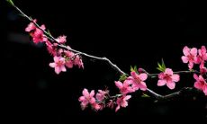 一个八字带桃花的女人怎么看 怎么样才会八字带桃花
