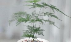 女性办公桌上摆放什么植物可以增进财运