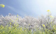 2019年2月出生的双胞胎男孩五行缺金起什么名字合适