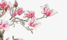 珊字取名的五行寓意女孩 女生五行属性名字