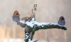 2019年大雪五行缺火新颖好听的女宝宝名字推荐!
