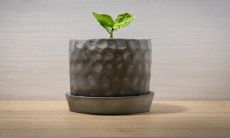 办公室选择什么植物最吉利?办公室植物如何摆放?