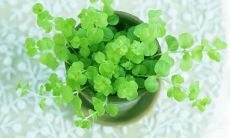 办公室植物与五行有何关系 选择什么植物优秀