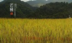 1991年芒种出生的属羊的人命硬吗,2020属羊人多大年龄
