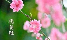 八字算命:免费八字算桃花