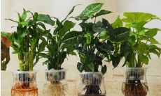 五行属火植物有哪些 月桂花是火属性一种植物