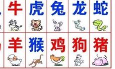 1988龙跟1993鸡配吗 单纯看生肖肯定是般配的