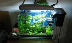 家庭养鱼的数量与风水