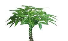 办公室适合摆放的植物