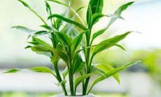 客厅摆放什么植物能开财运 富贵竹龟背竹发财树皆可