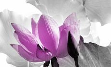 属虎的宝宝起名字土字旁