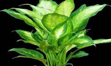 在家里种植哪些植物会比较好